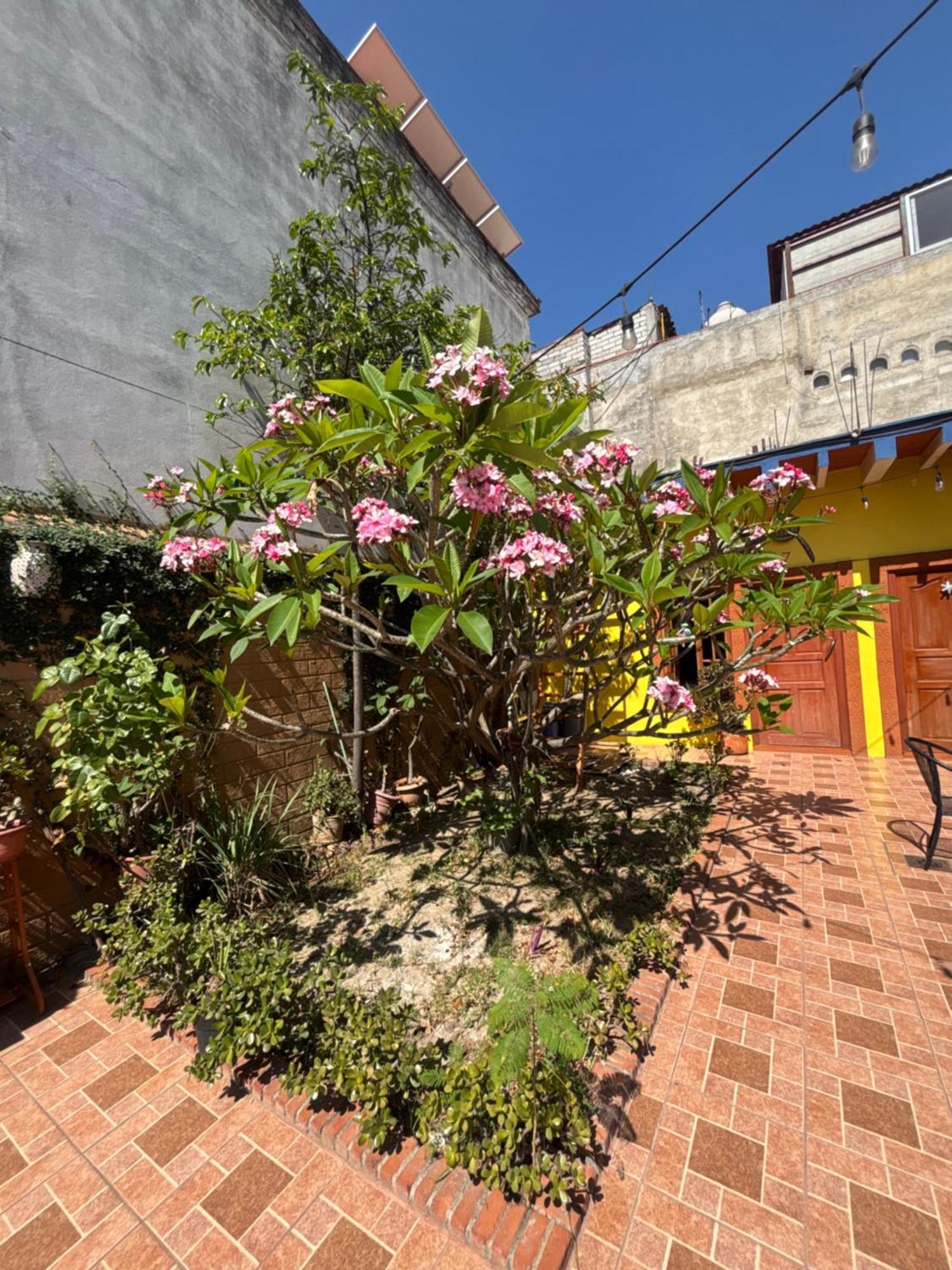 Hotel Posada "Mi Rosita" Oaxaca Exterior foto